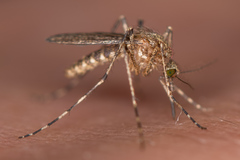 Coquillettidia richiardii