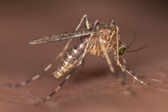 Coquillettidia richiardii