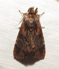 Dasylophia thyatiroides