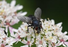 Epicampocera succincta