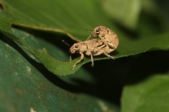 Eugnathus distinctus