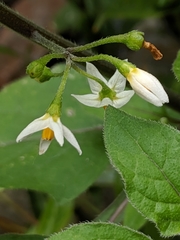 Solanum nigrum
