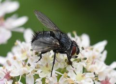 Epicampocera succincta