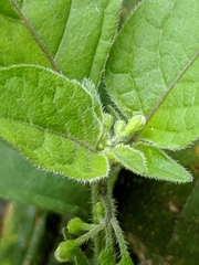 Solanum nigrum
