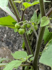 Solanum nigrum