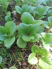 Pyrola rotundifolia