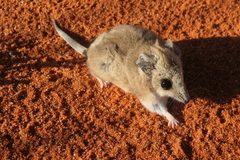 Sminthopsis crassicaudata