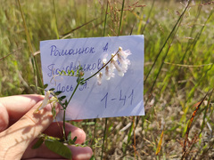 Vicia villosa villosa