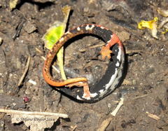 Salamandrina perspicillata