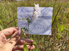 Vicia villosa villosa