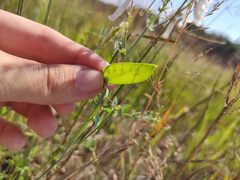 Vicia villosa villosa