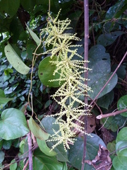 Dioscorea minutiflora