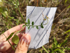 Vicia villosa villosa