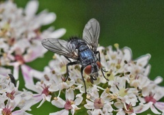 Epicampocera succincta