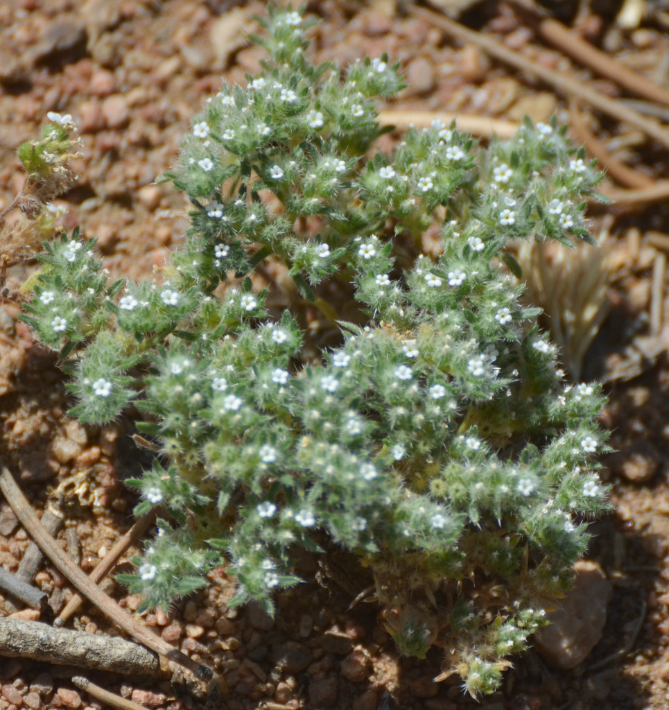Greeneocharis