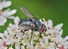 Epicampocera succincta