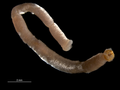 Representative image of Caudofoveata