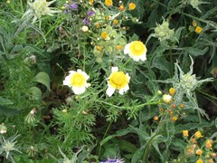 Glebionis coronaria