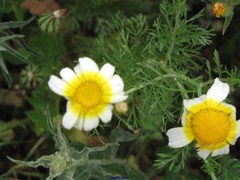 Glebionis coronaria