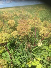 Angelica archangelica