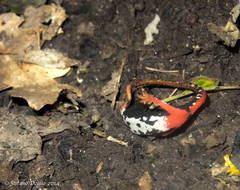 Salamandrina perspicillata