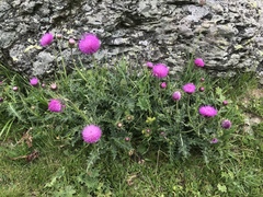 Carduus defloratus tridentinus