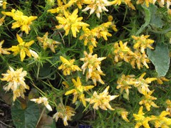 Genista hirsuta lanuginosa