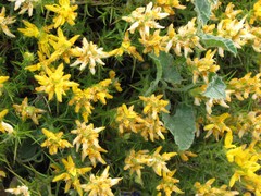 Genista hirsuta lanuginosa