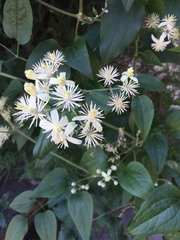 Clematis vitalba