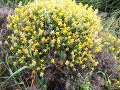 Genista hirsuta lanuginosa