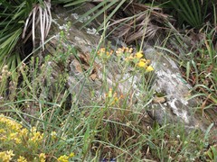 Crepis capillaris