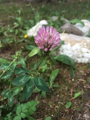Trifolium pratense