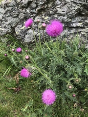 Carduus defloratus tridentinus