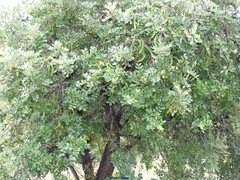 Ceratonia siliqua