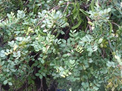 Ceratonia siliqua