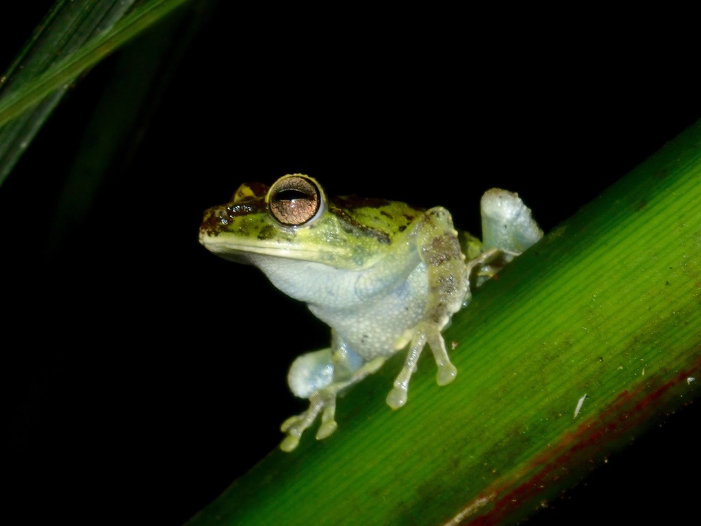 Everett's Flying Frog