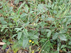 Foeniculum vulgare