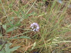 Bituminaria bituminosa