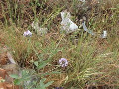 Bituminaria bituminosa