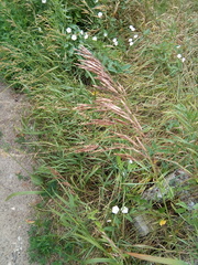 Bromus inermis