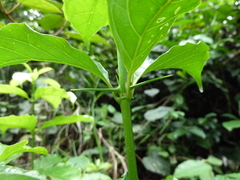 Vangueriella discolor