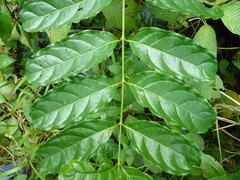 Vangueriella discolor