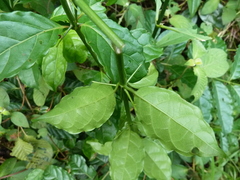 Vangueriella discolor