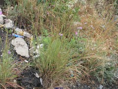 Foeniculum vulgare