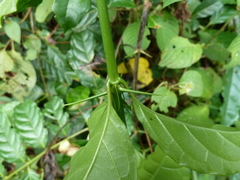 Vangueriella discolor