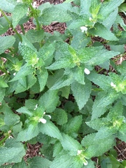 Lamium album