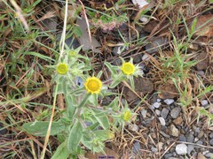 Brachypodium distachyon