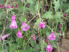 Convolvulus althaeoides