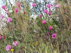 Convolvulus althaeoides