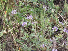 Bituminaria bituminosa